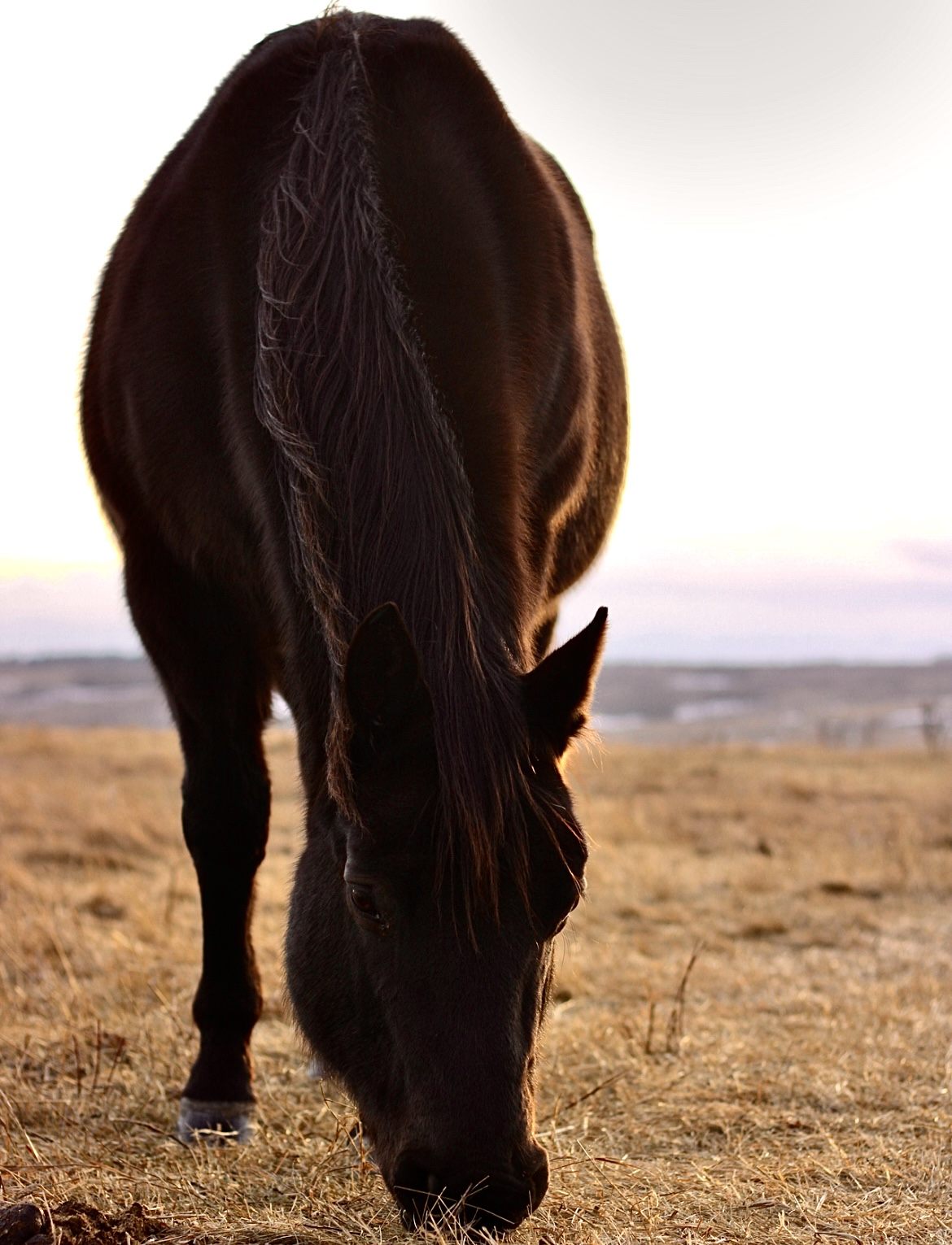 A dark horse grazing in golden prairie grass.